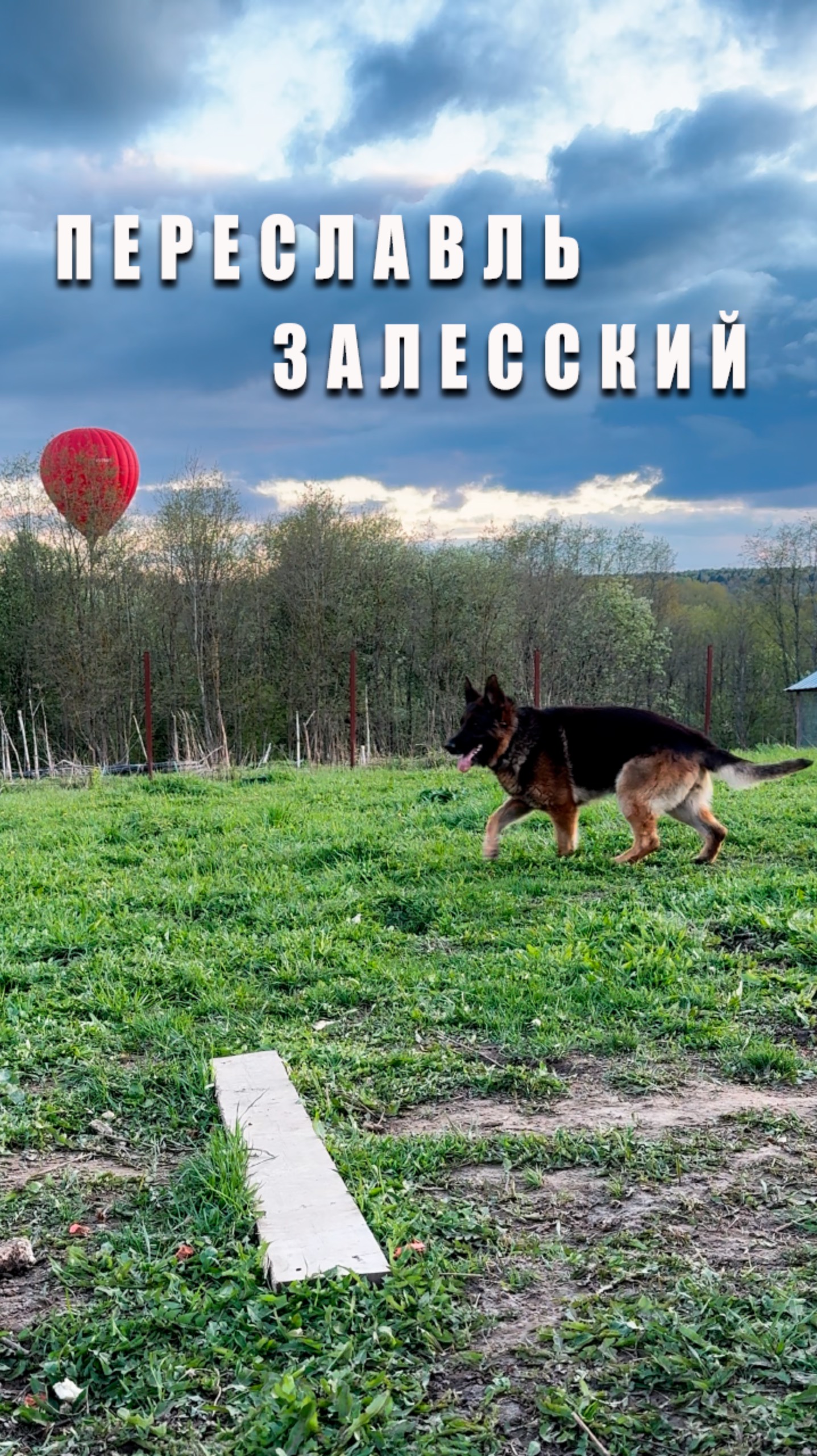 Собака и Воздушные шары #переславльзалесский смотреть онлайн