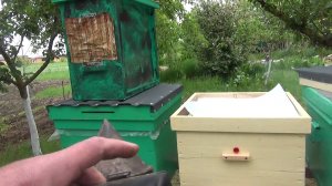 Поймали рой пчел и пересадили его в улей.