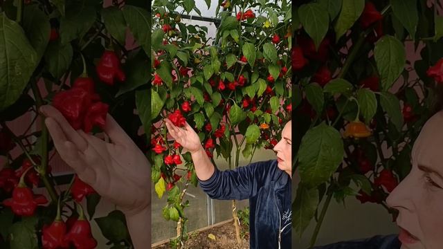 Острый перец Пикантный колокольчик! Мой опыт выращива смотреть онлайн