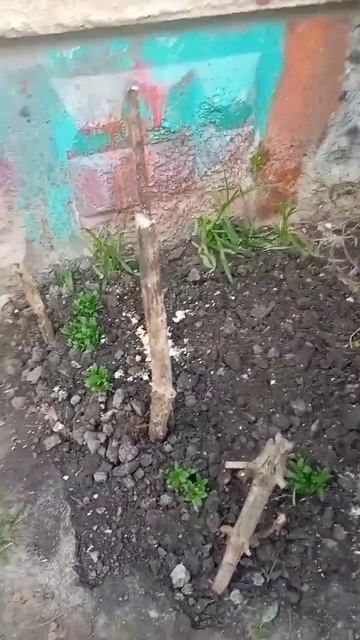 Соседей никак не отучить кидать кашу с балкона. #каша #?