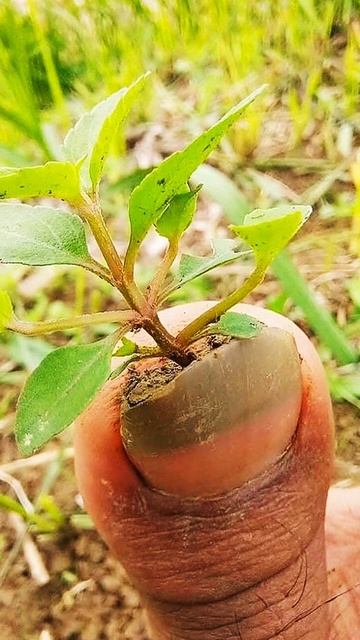 Хорошая теплица #рекомендации #мемы #юмор #парфюмдляму смотреть онлайн