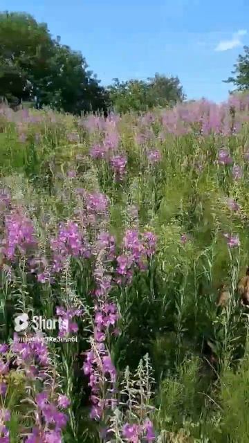 Уголок России. Красота #босерон_питбуль #собаки #прогу смотреть онлайн