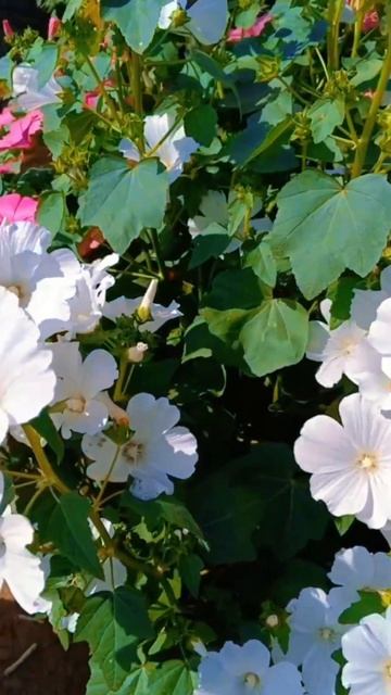 Красавица🌸 #nature #relaxing #цветы #сад #дача #деревня #краси? смотреть онлайн