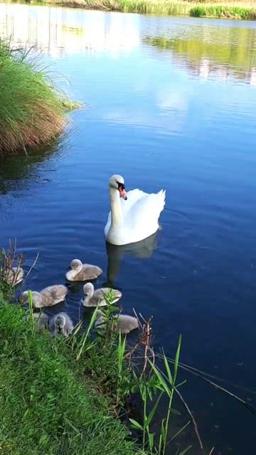 Лебедята 🦢 смотреть онлайн