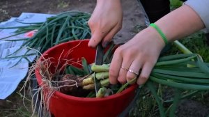 МОЛОДАЯ СЕМЬЯ БРОСИЛА ВСЕ ЧТОБ ТРУДИТЬСЯ В ЗЕМЛЕ. КАК ЛУЧШЕ ПОСАДИТЬ ТОМАТЫ. САДИМ ТЕПЛИЦУ