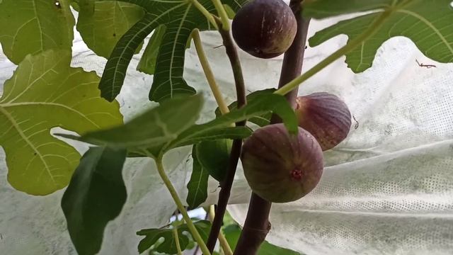 Инжир Violette De Sollies (VdS) в открытом грунте Беларуси