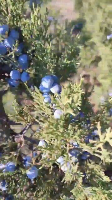 Можжевельник две разновидности смотреть онлайн