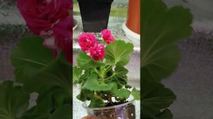 #6# Эрик Звёздная фантазия, Эрик Легенда о Фениксе,Эрик