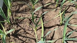 Почему желтеют листья у чеснока и как с этим бороться