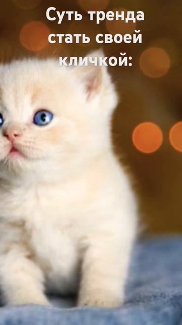 куда пропал мой актив?.. #рекомендации #залетипж #tiktokvideo смотреть онлайн