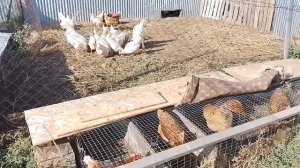 Бизнес на куриных яйцах!!! Прибыль за июль! Рекордный д?
