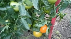 Томат Нукси, KS 17. Открытый грунт, 14 августа 2024 года.