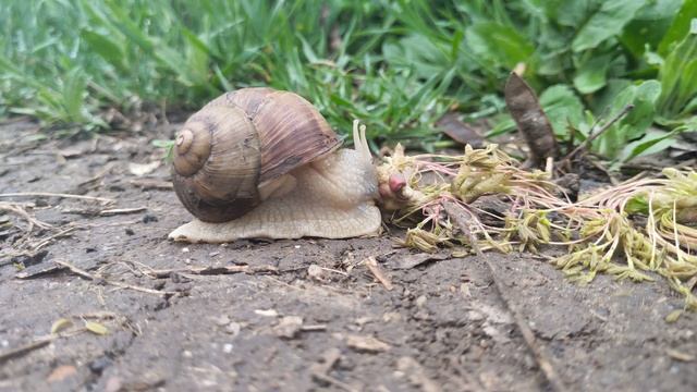 Дикая улитка в Одессе!(4) смотреть онлайн