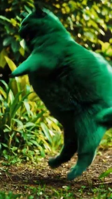 Энергия вечера: танец зелёного кота смотреть онлайн