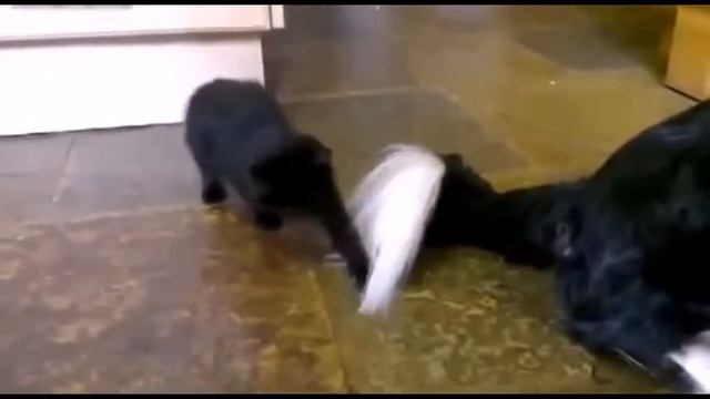 Лучшие приколы нарезка с животными смотреть онлайн