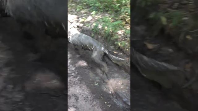 Собака спасается от жары смотреть онлайн