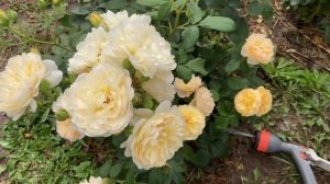 Японская роза Ликухоталу(второгодка)