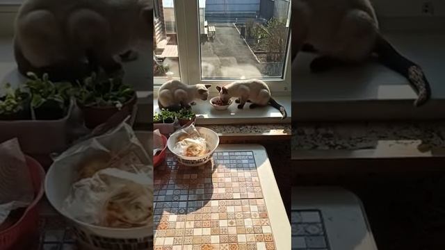 котики едят мяско вкусненько