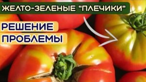 Желто зелёный плечики у помидор, что делать