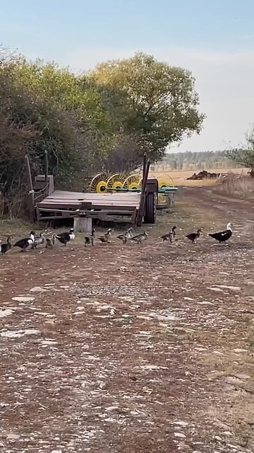 Медитация или же утиные истории #утки #duck #ducktales #birds #пт? смотреть онлайн