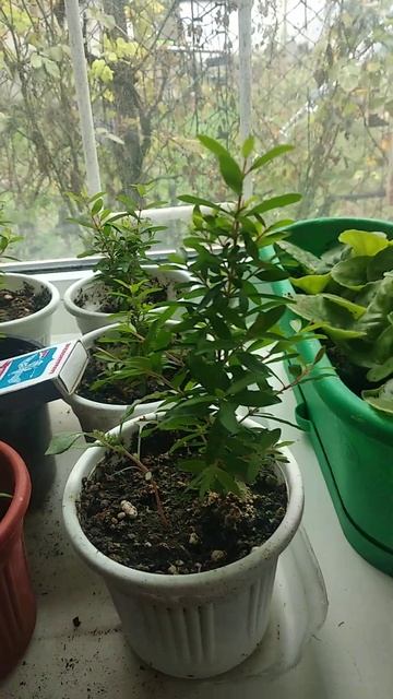 Гранат из семечки