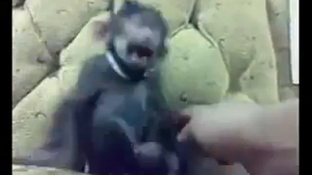 обезьяна хохмач смотреть онлайн