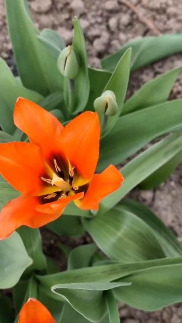 23 апреля. ⚘️🌷🌷⚘️первые тюльпаны🌷 смотреть онлайн