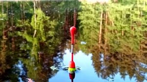 РЫБАЛКА НА КАРАСЯ ПОПЛАВОЧНОЙ УДОЧКОЙ В МАЕ