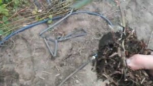 Как размножить ЕЖЕВИКУ    Ежевика Натчез