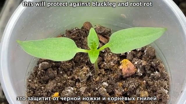 Рассада всегда крепкая, толстая и никогда не болеет! Проверенный способ защитить любую рассаду! смотреть онлайн
