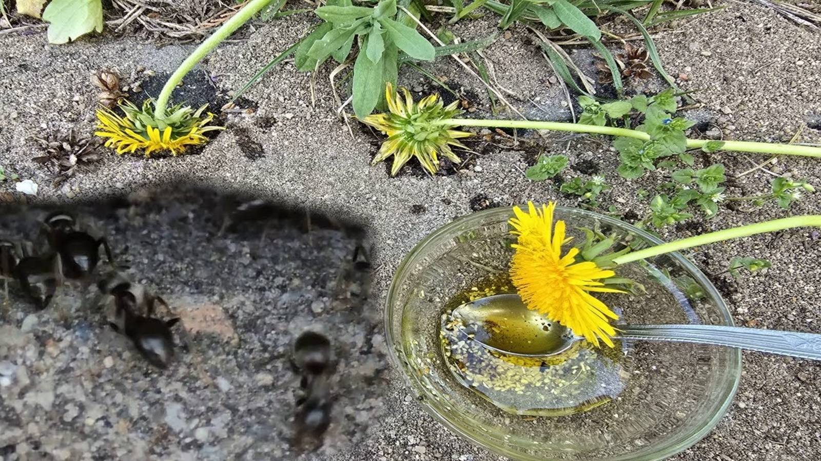 Как я за 5 минут навсегда избавился от муравьев на участке и огороде! смотреть онлайн