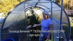 Отзыв покупателя о теплице ТЮЛЬПАН-АНТИШТОРМ