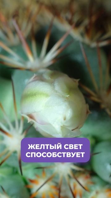 Какой свет нужен ВАШИМ растениям? #свет #растения #ламп смотреть онлайн