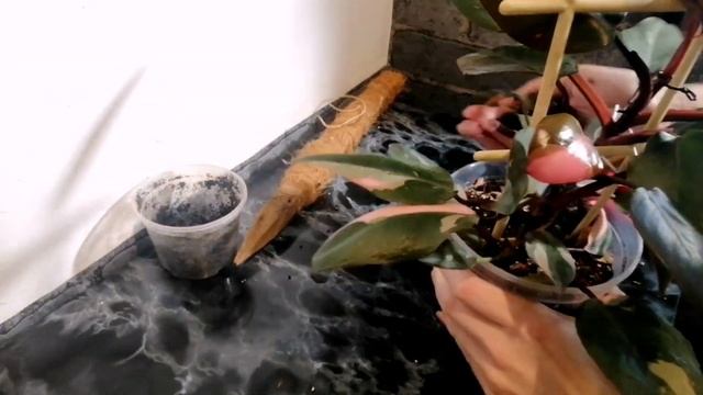 Зимові роботи на підвіконні.Обрізка лимонів, пересадк смотреть онлайн