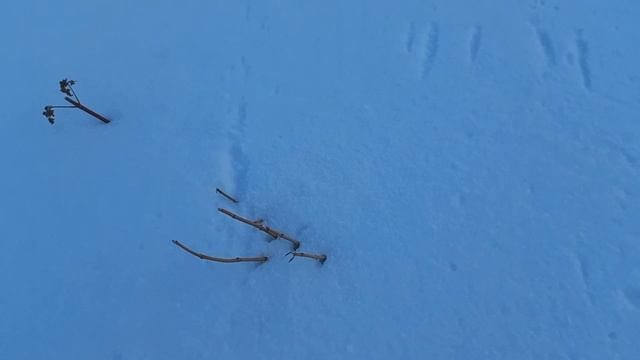 Как зимуют мои саженцы гортензии смотреть онлайн