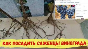 Виноград саженцы купить на OZON. Сажаем виноград.