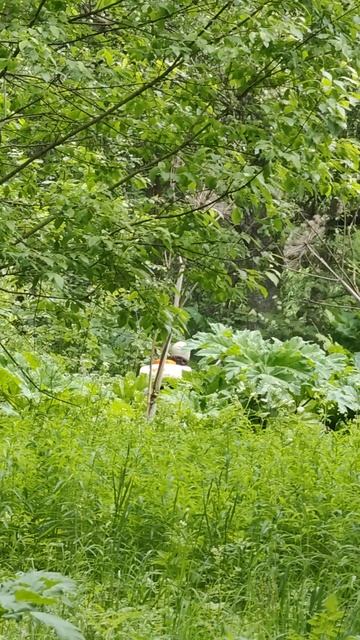 уничтожение борщевика Сосновского в Москве+79152948084 смотреть онлайн