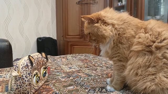 Кот и моргающая сумка #прикол смотреть онлайн