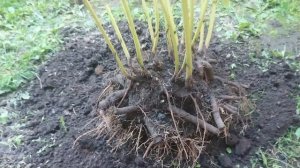 Пересадка, деление пиона осенью.