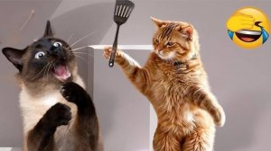 Смешные коты 2025 😸Лучшие приколы с кошками😸 Кошки😸 Животные😸Собаки🐺 Смешное видео!