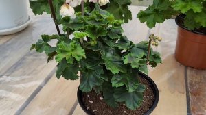 862.ЮВ Северная Андромеда цветение домашнего кустика