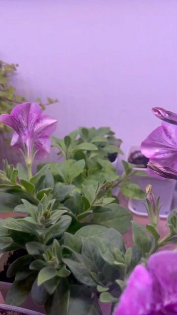 Петунии радуют ❤️ #петуния #рекомендации смотреть онлайн