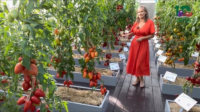 ИДЕАЛЬНЫЕ ТОМАТЫ ДЛЯ КОНСЕРВАЦИИ – ПРОВЕРЕННЫЙ СПИСО смотреть онлайн