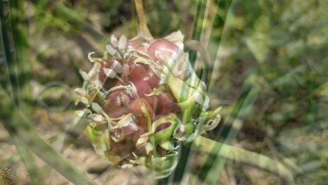 Для КРУПНОГО ЧЕСНОКА. ЧТО делать с ЧЕСНОЧНЫМИ стрелками?  Зачем и Как правильно удалять стрелки?