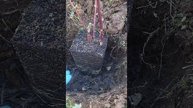 КАК ПОСАДИТЬ БЕСШИПУЮ ЕЖЕВИКУ смотреть онлайн