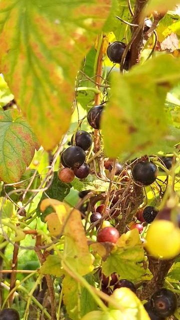 солнце печёт,а я собираю👍#гламур #нкей #дача #смородин смотреть онлайн