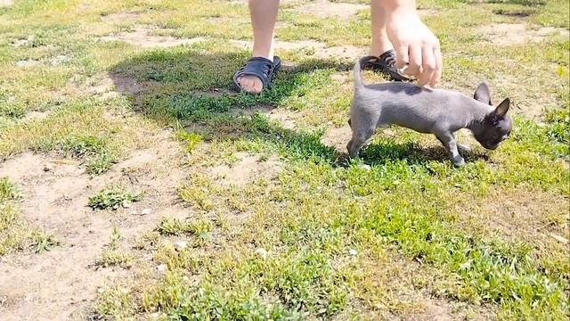 Мальчишка голубо-белого окраса #чихуахуа в поисках семьи.