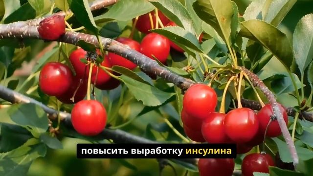 Диабет. Фрукты, контролирующие диабет смотреть онлайн