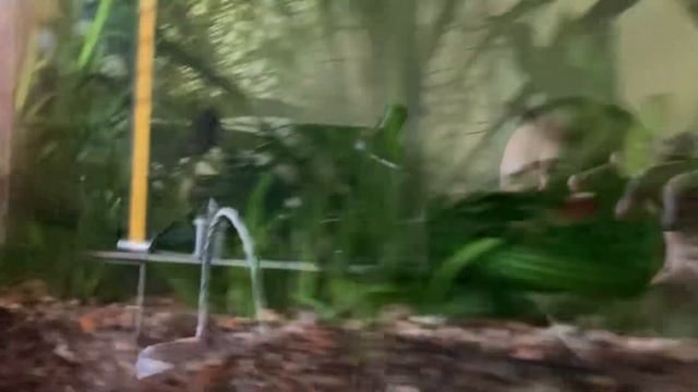 Обзор аквариумов без света. 7 часов без света.Потом 2 ча смотреть онлайн