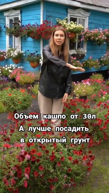 Если вы хотите гигантскую петунию, то кашпо от 30л и кач смотреть онлайн